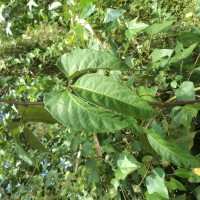 Cyphostemma trilobatum (Lam.) M.R.Almeida